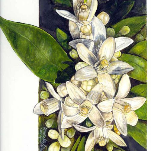 Fiori d'arancio