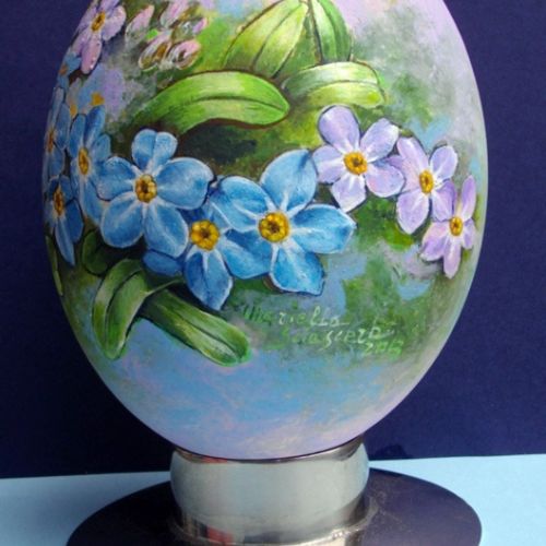 Myosotis